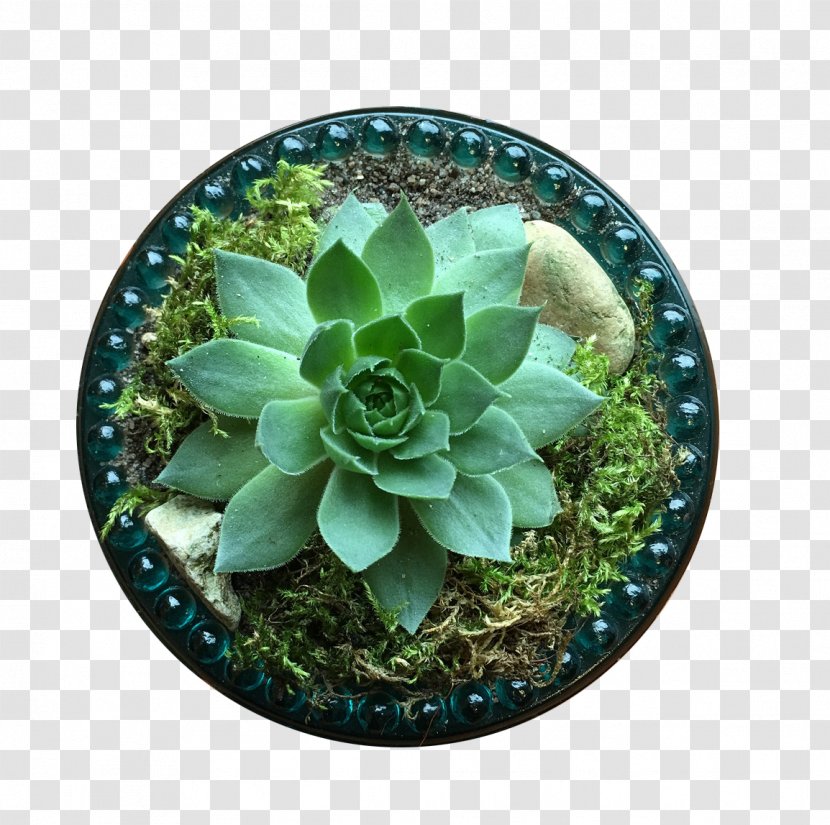 Succulent Plant Houseplant Flowerpot Cactaceae - Alocasia - Desktop Potted Transparent PNG