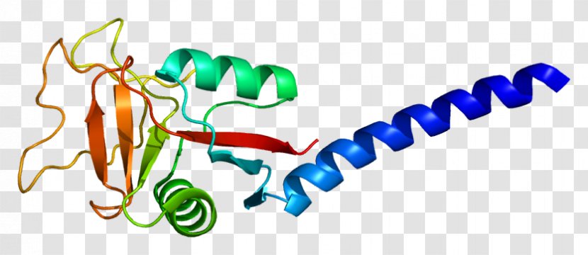 CLEC3B Protein Ensembl Gene C-type Lectin - Silhouette - Flower Transparent PNG