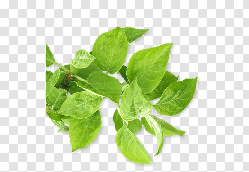 Lemon Basil Spring Greens Herbalism Spinach - Apple Tree Transparent PNG
