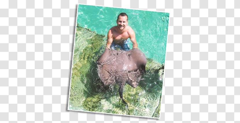 YouTube Beach Bum Vacation Animal Transparent PNG