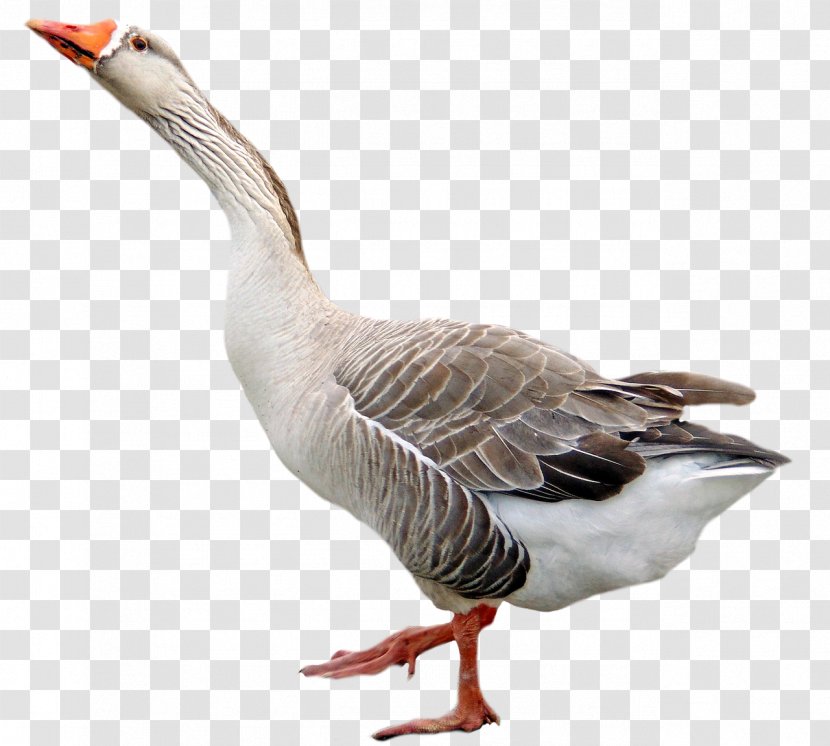 Goose Bird - Fauna - Poultry Transparent PNG