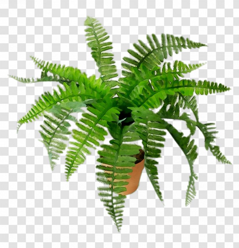 Fern Terrestrial Plant Leaf Plants - Vegetation - Ostrich Transparent PNG