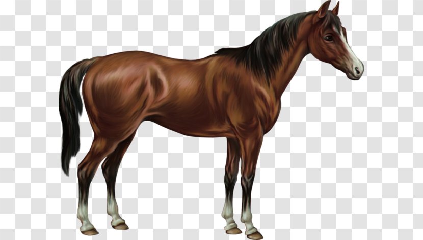 American Quarter Horse Australian Stock Batak Pony Equestrian - Foal - Supplies Transparent PNG