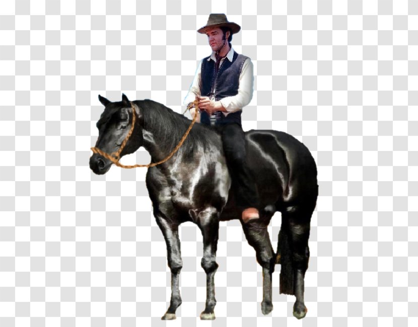Hunt Seat Hit Single Equestrian Stallion Horse - Elvis Presley Transparent PNG