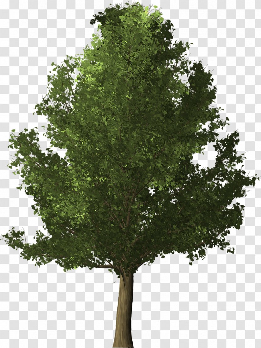 Ginkgo Biloba Tree Herb - Branch Transparent PNG