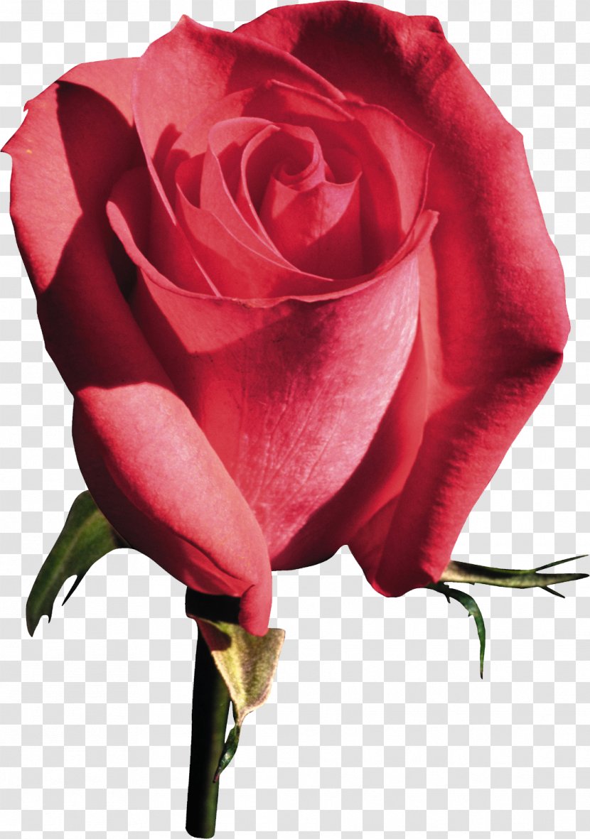 Beach Rose Garden Roses Flower Clip Art - Rosa Centifolia - Pink Transparent PNG