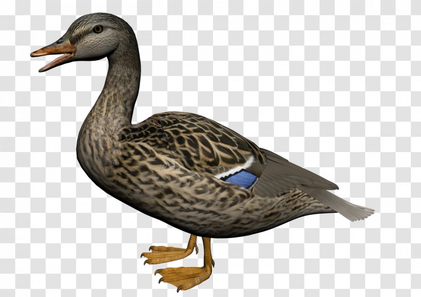 Duck Clip Art - American Pekin - Image Transparent PNG