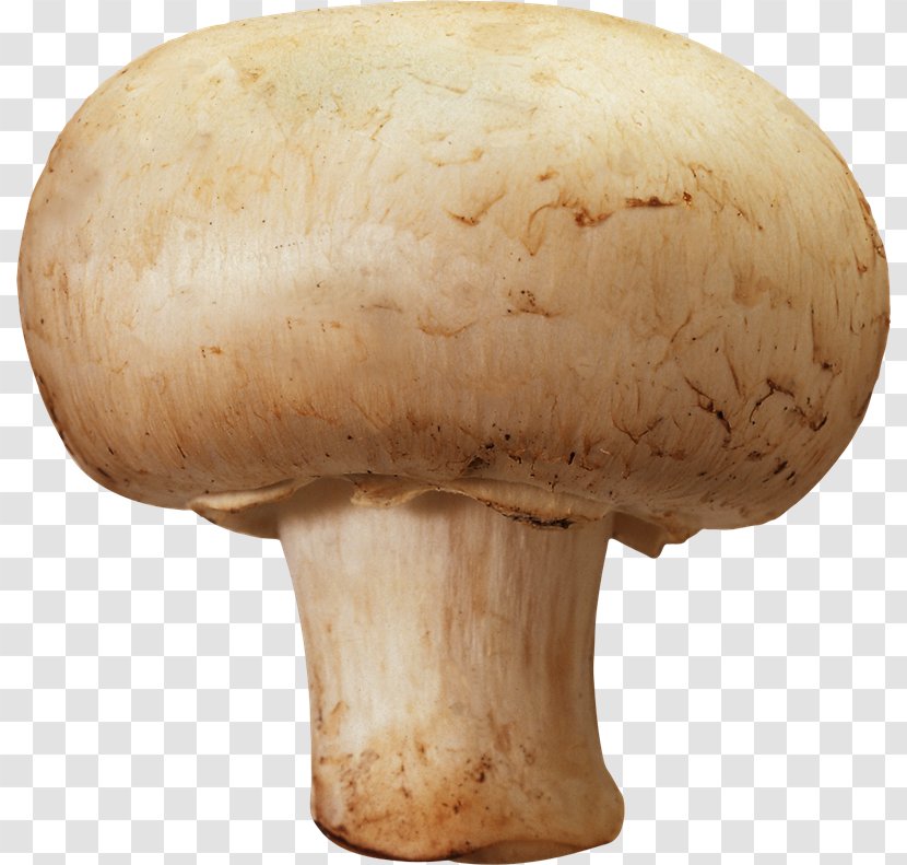 Edible Mushroom Common Clip Art Transparent PNG