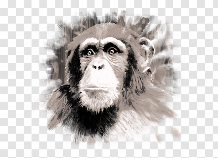 Common Chimpanzee /m/02csf Drawing Monkey Fauna - Terraces Transparent PNG