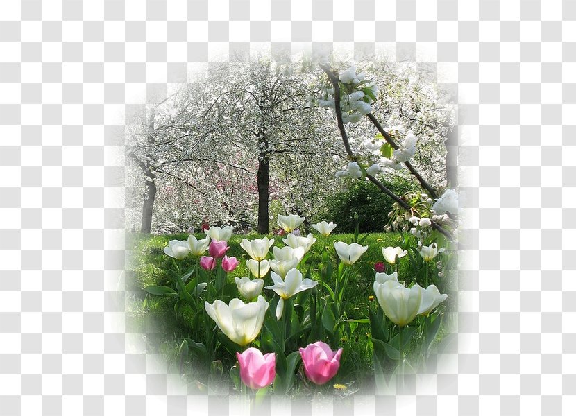 Flower Garden Spring Video - Petal Transparent PNG