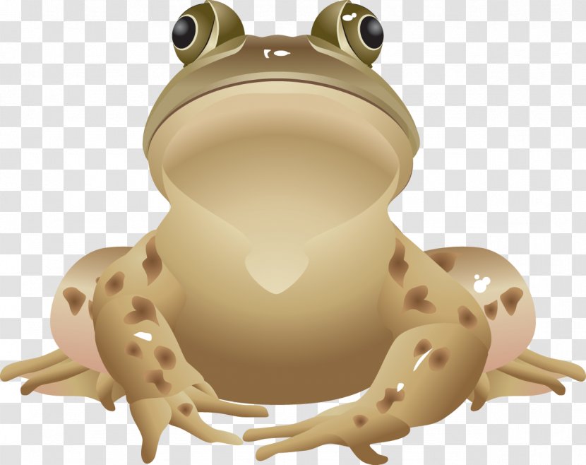 All About Frogs Edible Frog Clip Art - Ranidae Transparent PNG