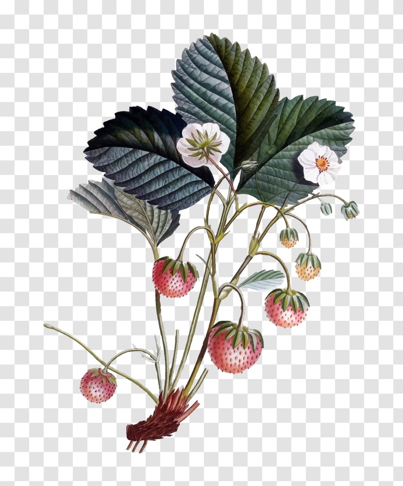 Botanical Illustration Drawing Flowers Botany - Flower - Strawberry Transparent PNG