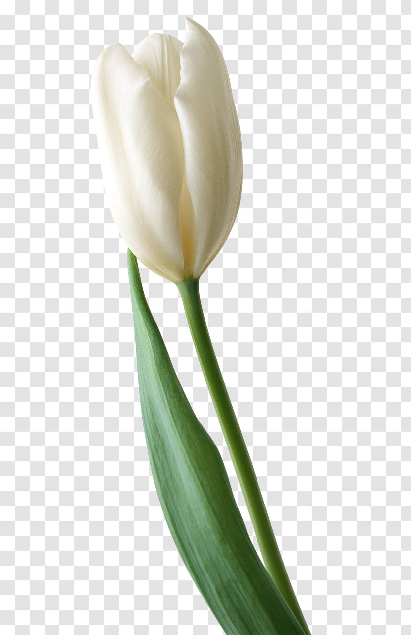 Tulip Cut Flowers Clip Art - Opera Transparent PNG