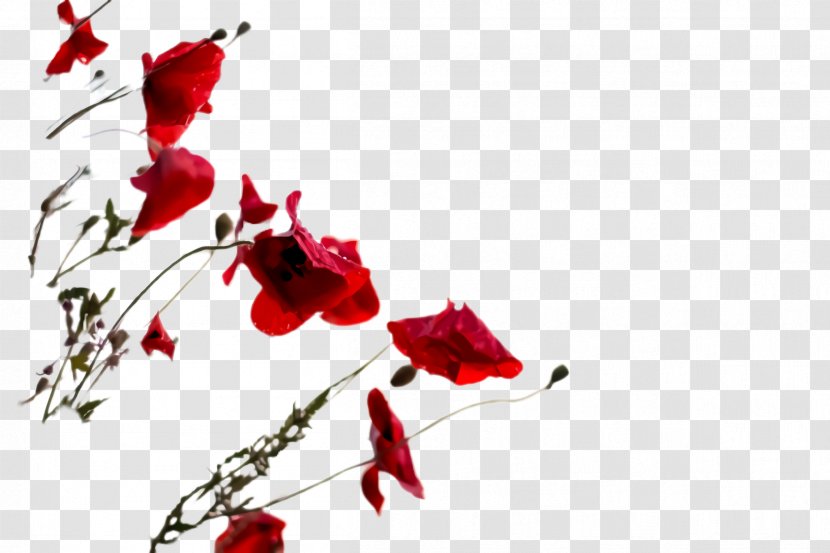 Flower Love - Feeling - Twig Coquelicot Transparent PNG