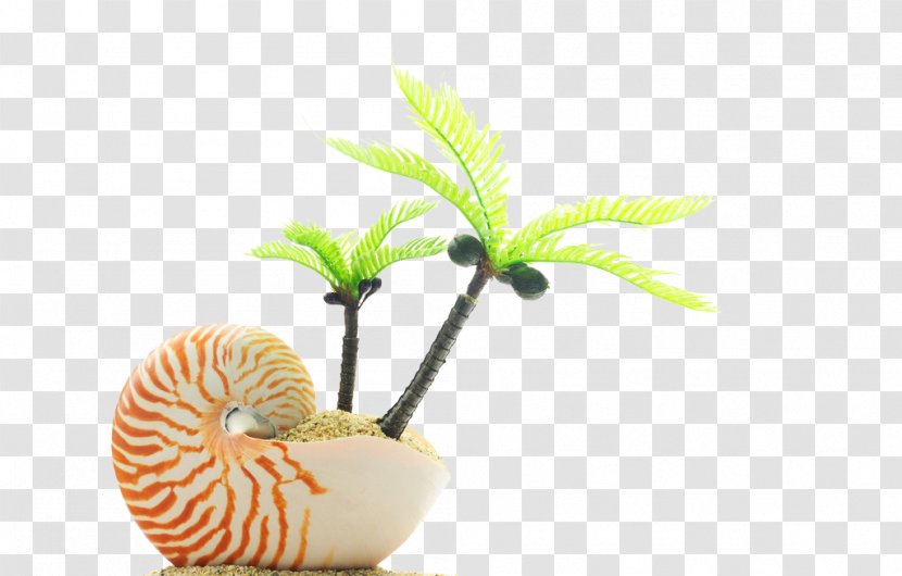 Beach Sand Seashell - Flowerpot - Conch And Coconut Transparent PNG