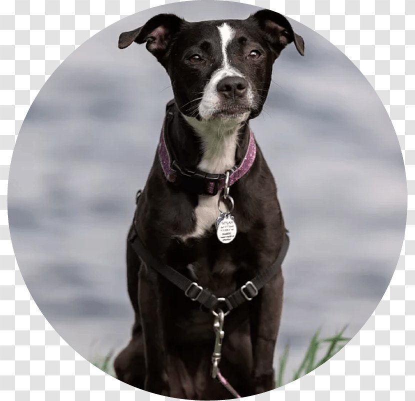 Dog Breed Pit Bull Borador Sporting Group Collar - Silhouette - Mom Transparent PNG