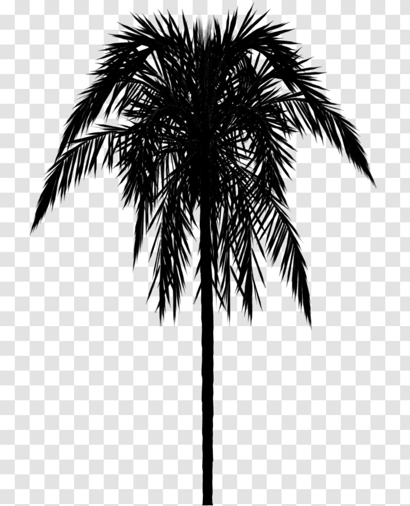 Asian Palmyra Palm Tree Wallpaper Border Trees Babassu - Com - Fruit Transparent PNG