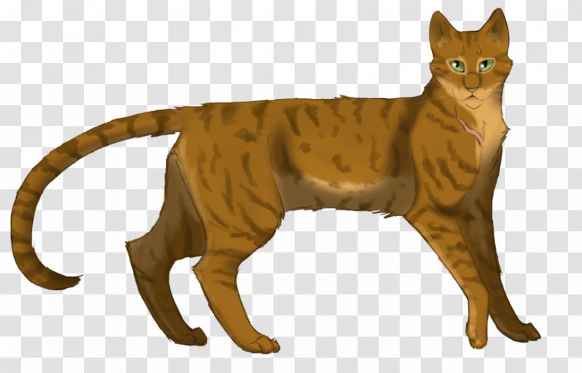 Whiskers Domestic Short-haired Cat Warriors Wildcat - Fauna Transparent PNG