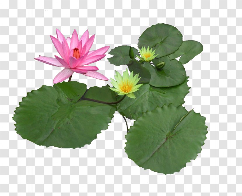 Nymphaea Alba Pygmy Water-lily Texture Mapping Plant - Leaf - Lotus Transparent PNG