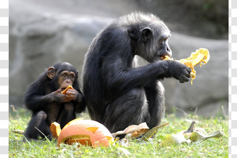 Detroit Zoo Common Chimpanzee Ape Primate Animal - Sanctuary Transparent PNG