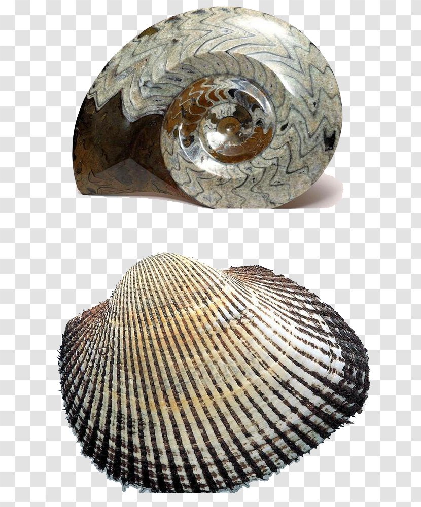 Fossil Download Computer File - Seashell - Sea Snails Transparent PNG