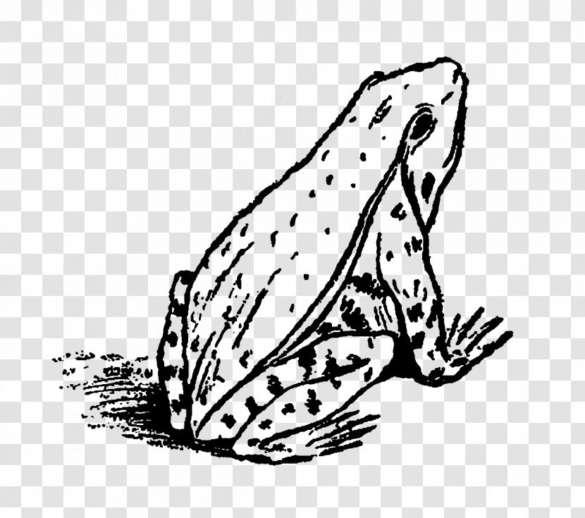 Cat Frog Black And White Clip Art - Tail Transparent PNG
