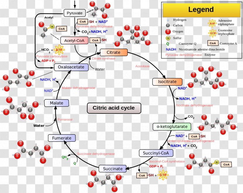 Citric Acid Cycle Cellular Respiration Pyruvic Metabolic Pathway - Point Transparent PNG