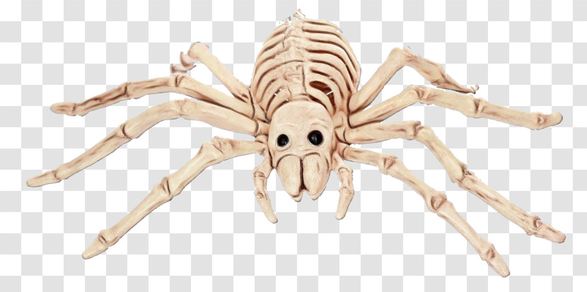 Spider Insects Pest Animal Figurine Membrane Transparent PNG
