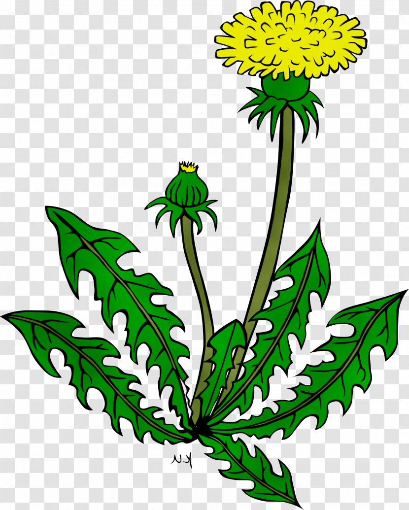Flower Plant Leaf Herbaceous Dandelion - Wet Ink - Goldenrod Transparent PNG