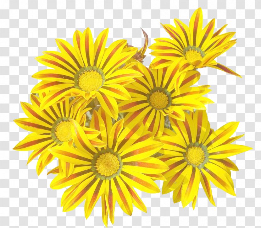 Chrysanthemum Tea Yellow Flower - Sunflower - Blooming Transparent PNG