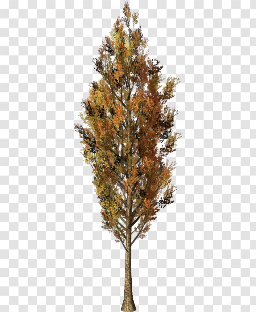 Larch Spruce Tree Forest Pine - Fruit Transparent PNG