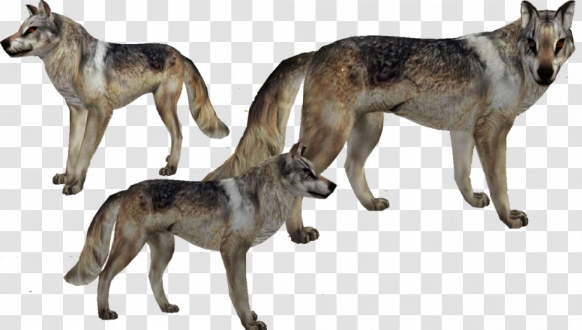 Saarloos Wolfdog Czechoslovakian Kunming Tamaskan Dog Seppala Siberian Sleddog - Wildlife - Animal Transparent PNG