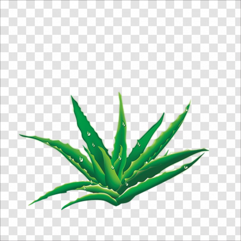 Aloe U5b8cu7f8eu82a6u835f - Flowering Plant Transparent PNG