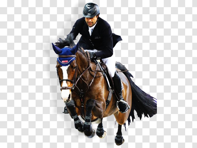 Show Jumping Anemone Horse Trucks Hunt Seat Stallion Equestrian - Like Mammal - Rider Transparent PNG