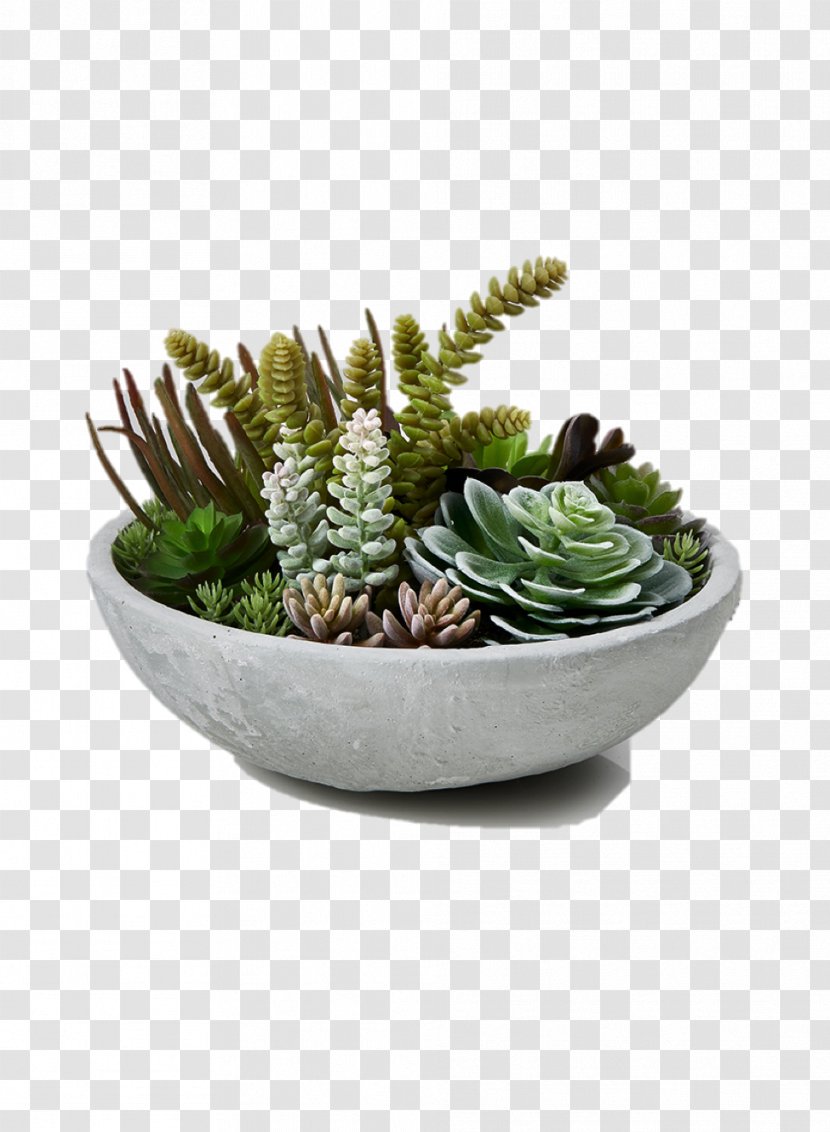 Succulent Plant Garden Plants Bowl Flowerpot - Rhipsalis - Transparent Transparent PNG