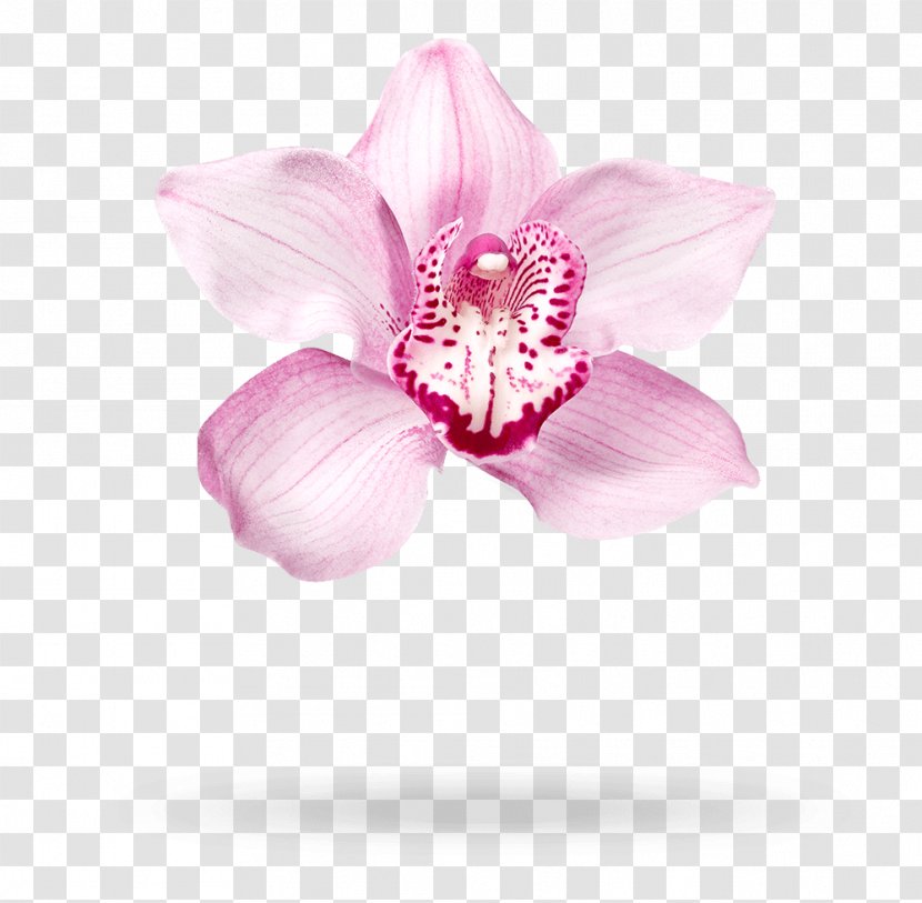 Moth Orchids Cut Flowers Pink M Petal - Flower Transparent PNG