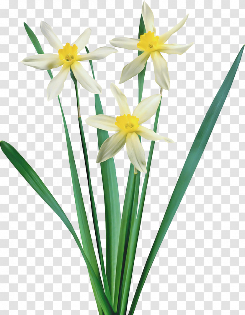 Flower Plant Narcissus Petal Paperwhite Transparent PNG