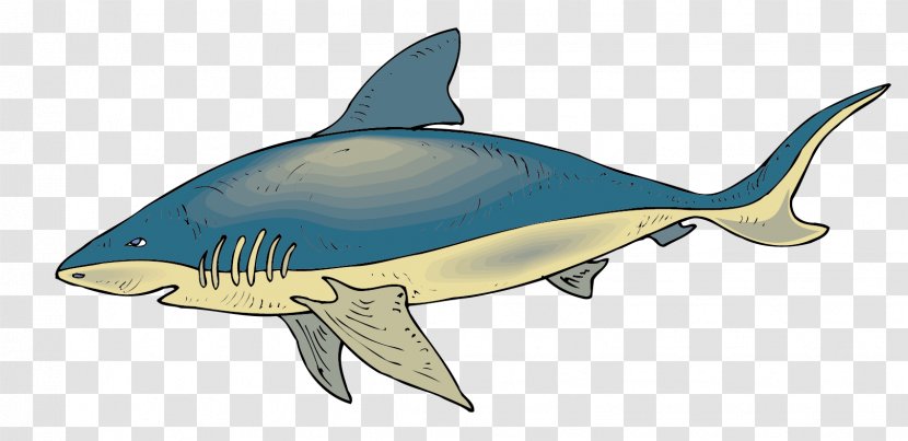 Requiem Shark Fish Clip Art - Wildlife - Whale Vector Material Transparent PNG