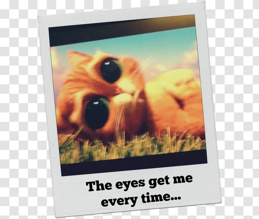 Advertising Paper Poster Picture Frames Video - Puss In Boots Transparent PNG