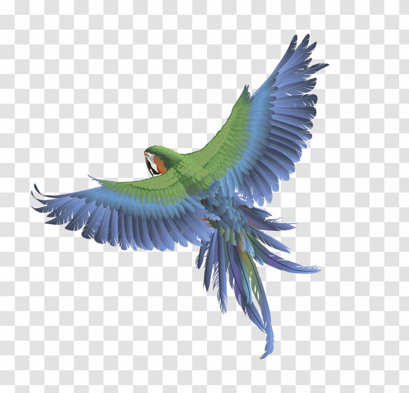 Parrot Bird Columbidae Budgerigar Clip Art - Common Pet Parakeet - Flying Transparent PNG