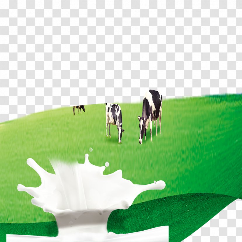 Dairy Cattle Milk Cow - Prairie Cows Transparent PNG