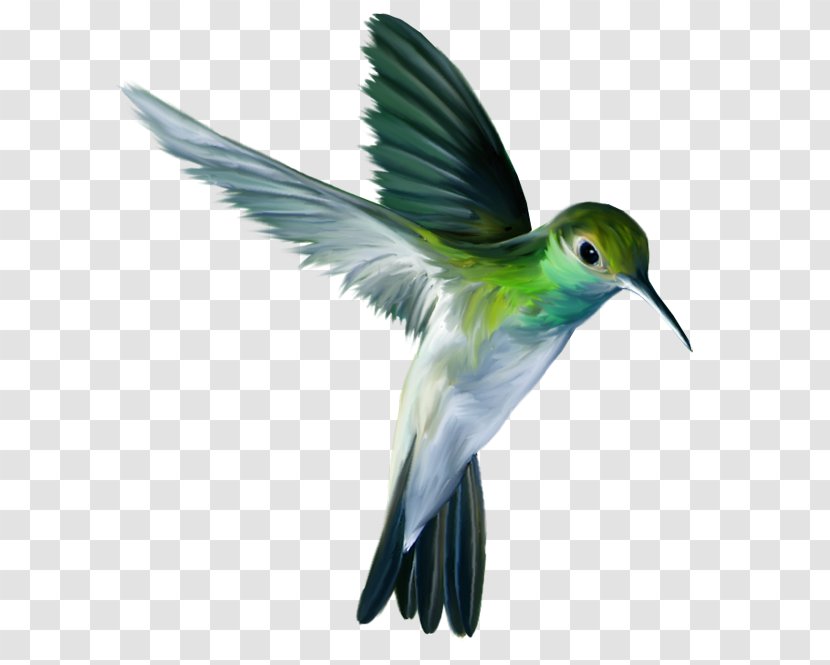 Hummingbird Parrot Clip Art - Beak - All Transparent PNG