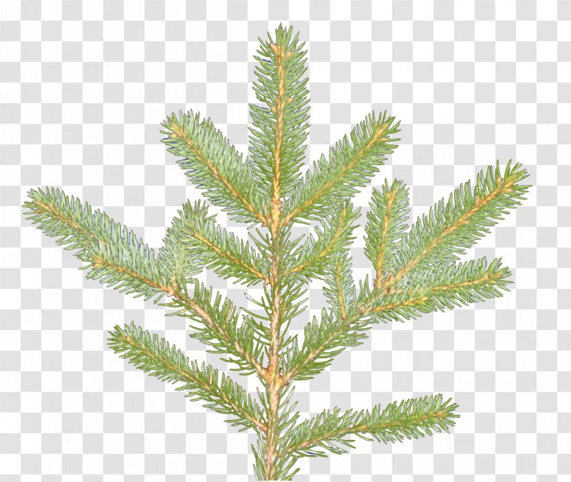 Spruce Larch Evergreen - Plant Textures Transparent PNG