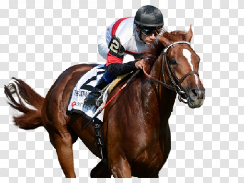 Horse Racing Gulfstream Park Sports Betting - Game Transparent PNG