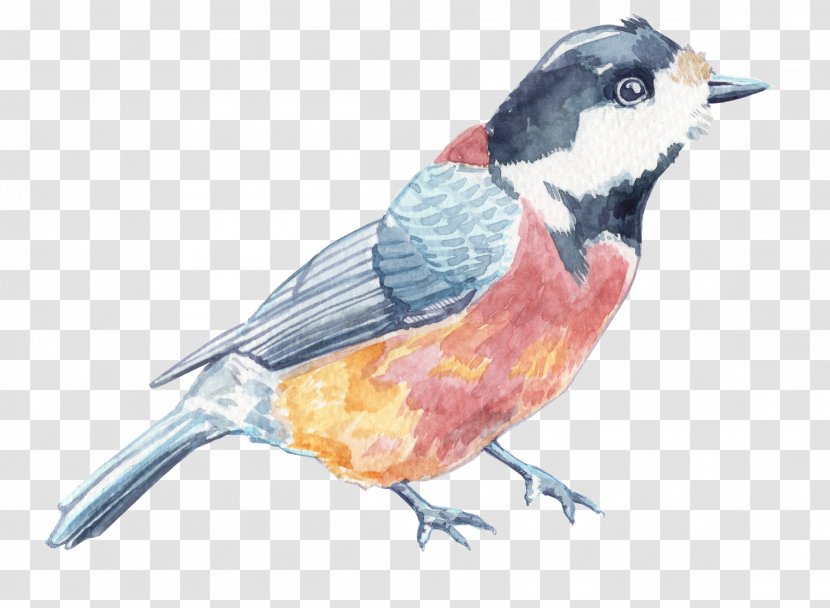 Finches Blog Application Portfolio Management Watercolor Painting - Feather - Watercolour Birds Transparent PNG