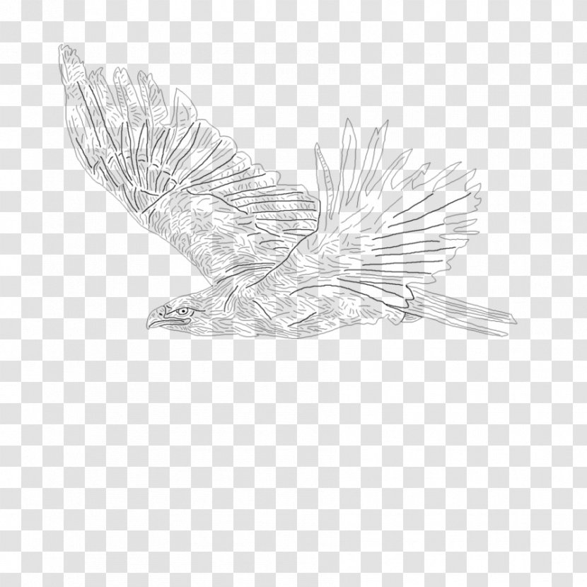 Feather Bird Of Prey Drawing Beak - Black And White Transparent PNG