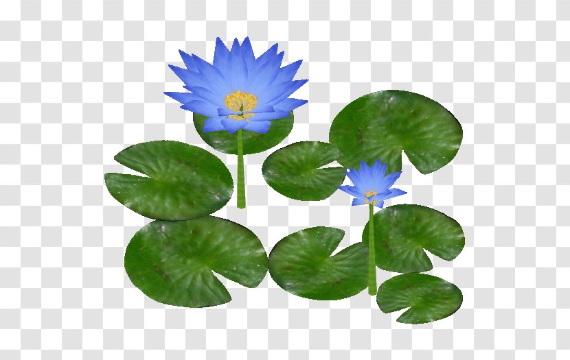 Water Lily - Petal - Clipart Transparent PNG