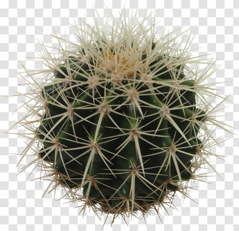 Cactus Icon - Cactaceae - Image Transparent PNG
