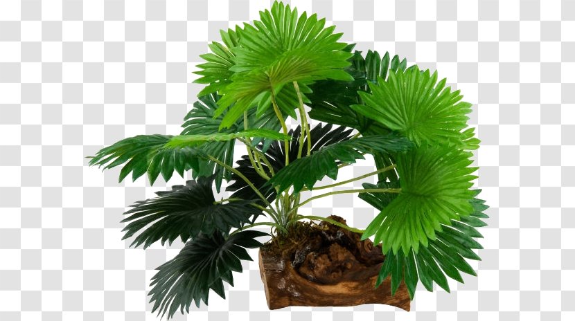 Asian Palmyra Palm Trees Flowerpot Oil Palms Houseplant - Plant - Borassus Transparent PNG