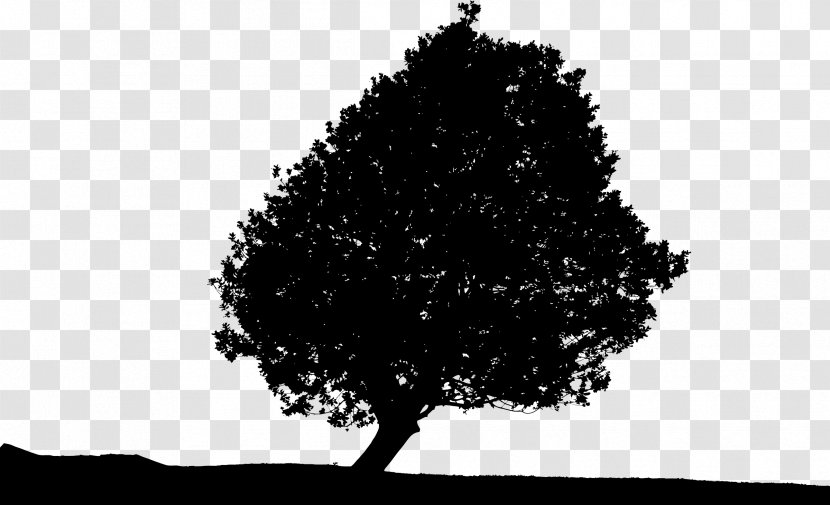 Tree Silhouette Landscape Clip Art - Sky - Trees Transparent PNG